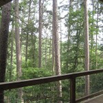 100 year old and Shortleaf Pines and Oaks at ROLF1