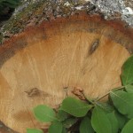 100 year old and Shortleaf Pines and Oaks at ROLF1