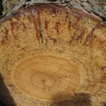 100 year old and Shortleaf Pines and Oaks at ROLF1