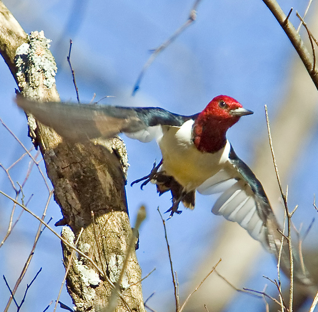 Red Headed Woodpecker making the leap