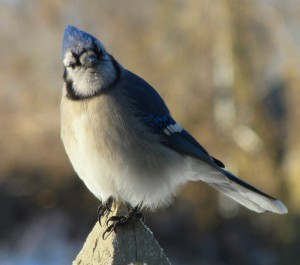 The sassy old Blue Jay