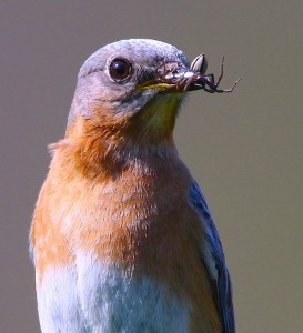 Bluebirds 2010 at River of Life Farm