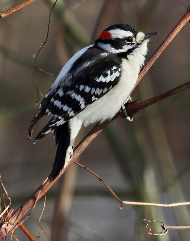 Cute mid winter male Downey Woodpecker