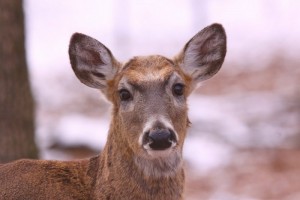 Pretty white-tailed deer doe