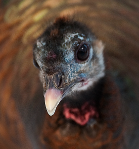 Sort of cute picture of a Wild Turkey in Kirkwood Park