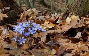 Hepatica is in bloom