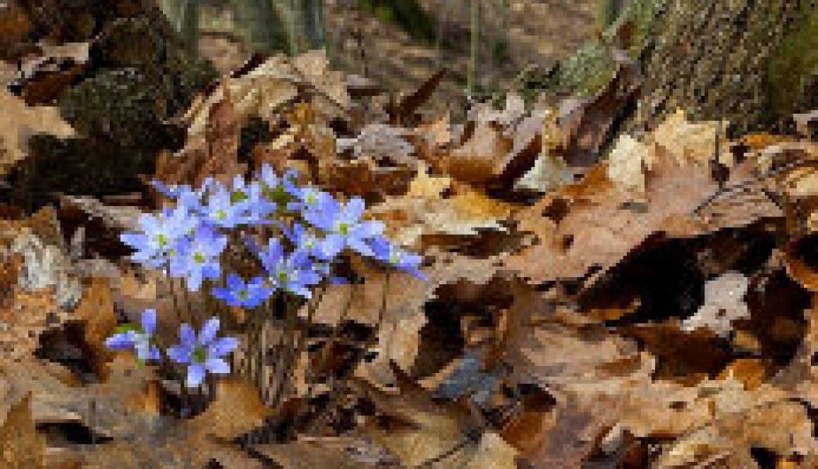 Hepatica is in bloom featured