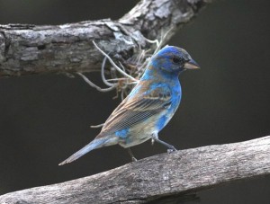 Indigo Buntings arrival, molting for the nesting season