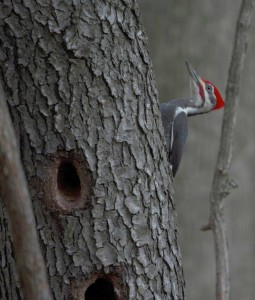 Quick glimpse of a Male Pileated Woodpecker