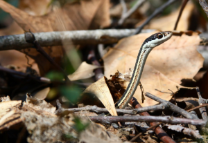 Ribbon Snake