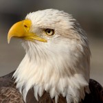 Shots of Bald Eagle (portrait)44