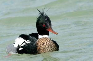 Hooded Merganser seen on Sunday