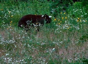 Ozark County leads Missouri in Black Bear sightings