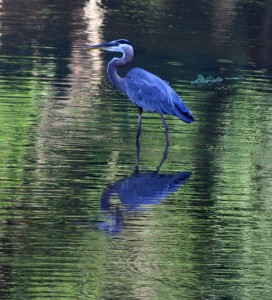 Reflections Great Blue Heron