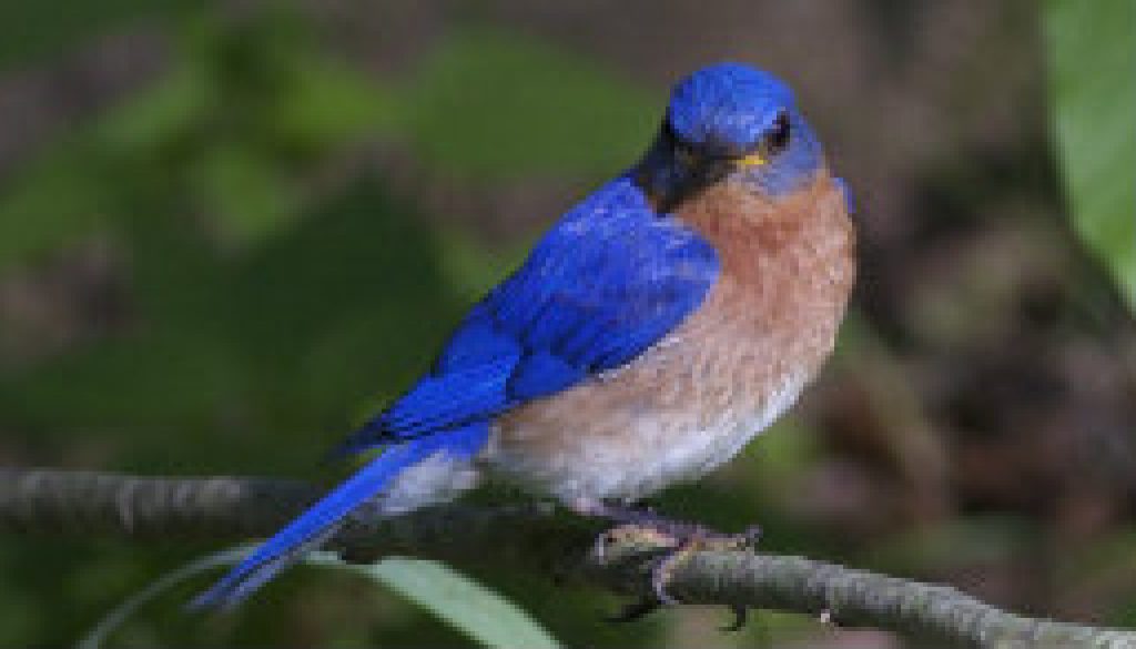 Award Winning Bluebird Photo featured