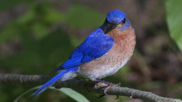 Award Winning Bluebird Photo featured