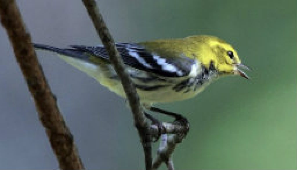 Black Throated Green Warbler