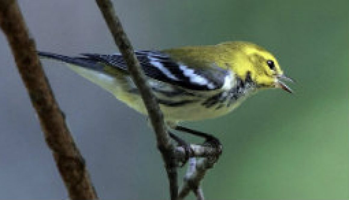 Black Throated Green Warbler