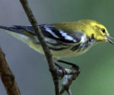 Black Throated Green Warbler