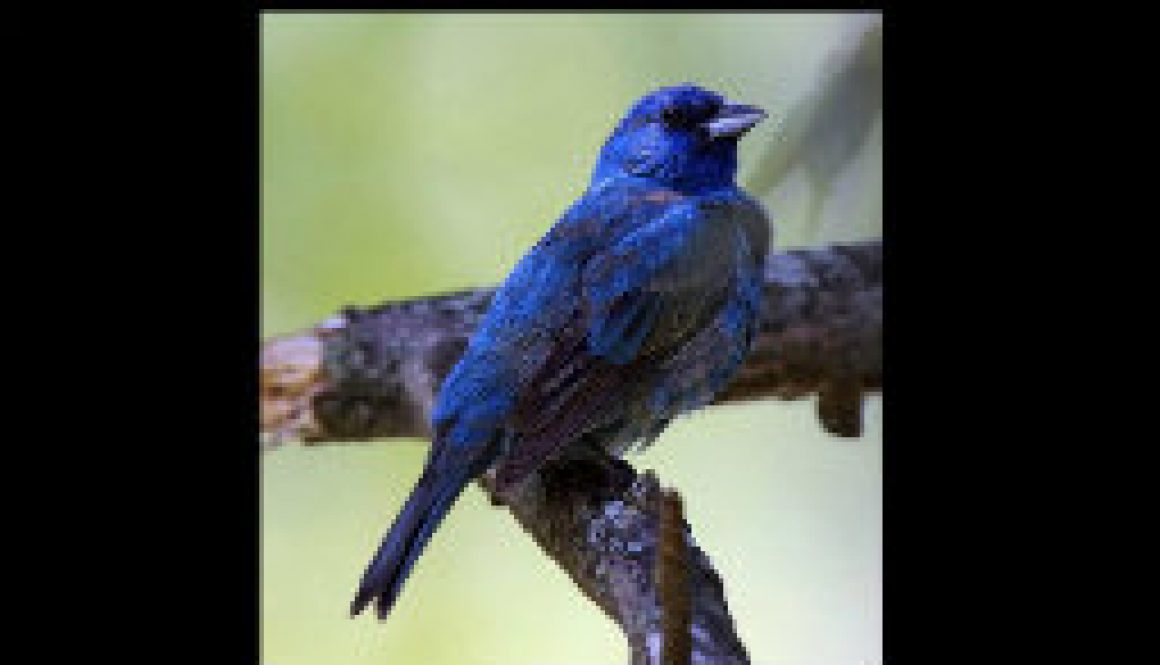 Indigo Bunting fearured