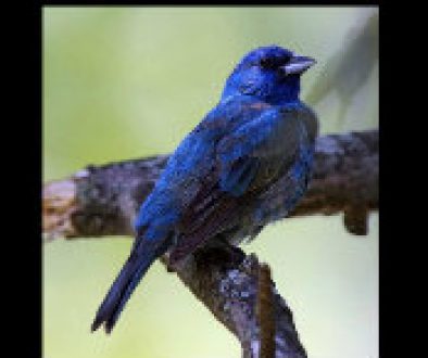 Indigo Bunting fearured