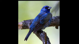 Indigo Bunting fearured