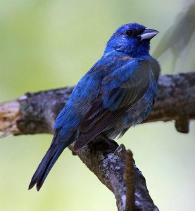 Indigo Bunting in all his glory