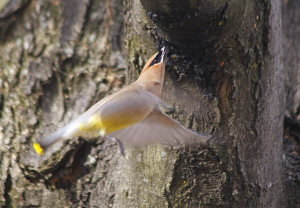 A Cedar Waxwing migrating north at ROLF in April