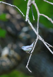 A beautiful Blue Gray Gnatcatcher