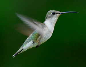 A beautiful little female Ruby Throated Hummingbird