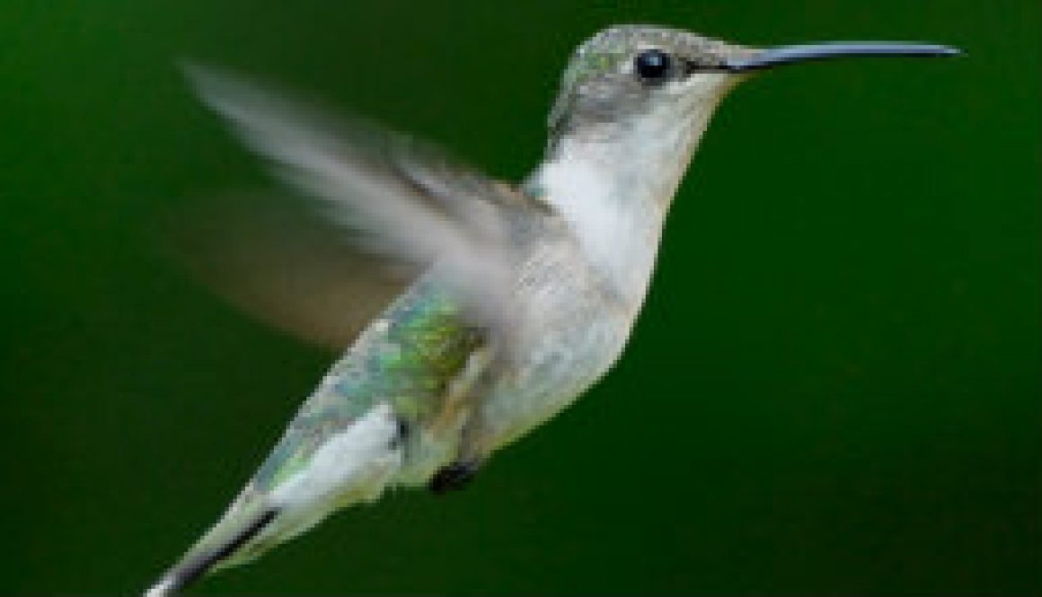 A beautiful little female Ruby Throated Hummingbird featured A beautiful little female Ruby Throated Hummingbird featured