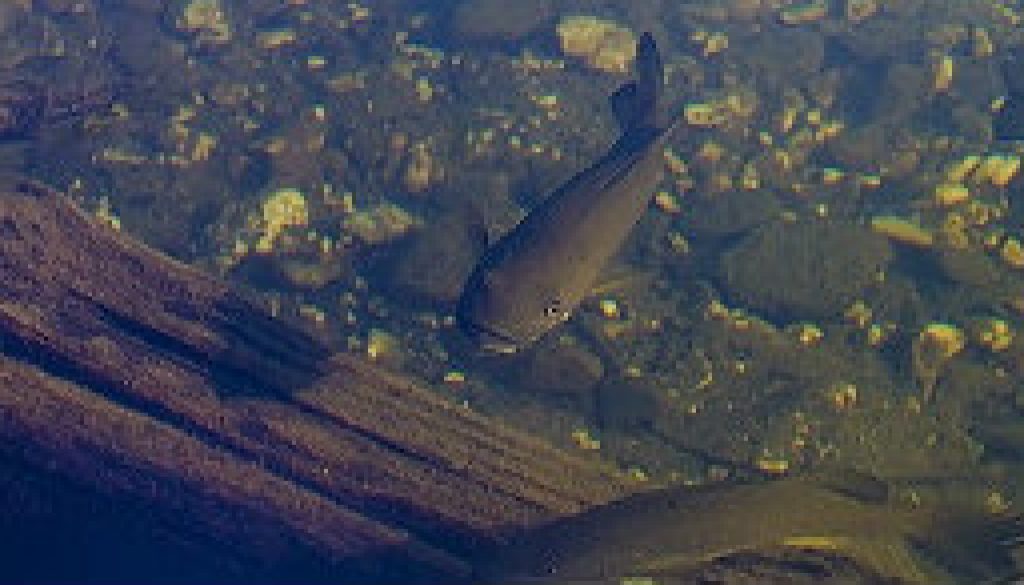 A school of late season smallmouth bass in the North Fork featured