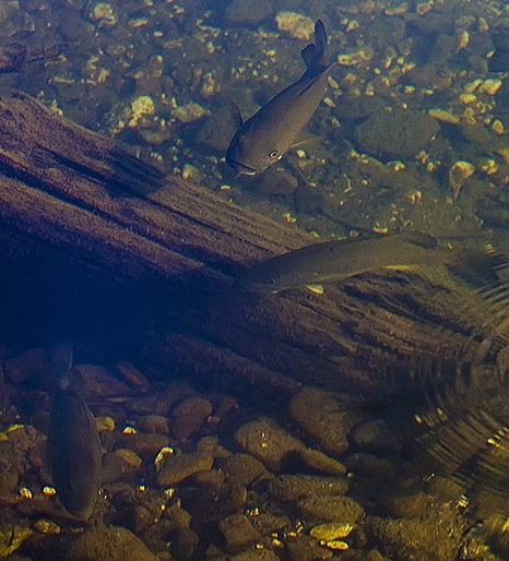 A school of late season smallmouth bass in the North Fork
