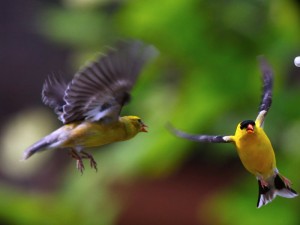 American Goldfinches near the ROLF office