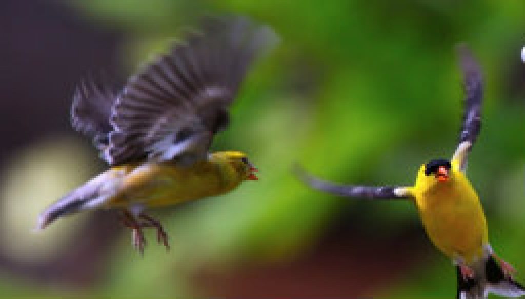 American Goldfinches near the ROLF office featured