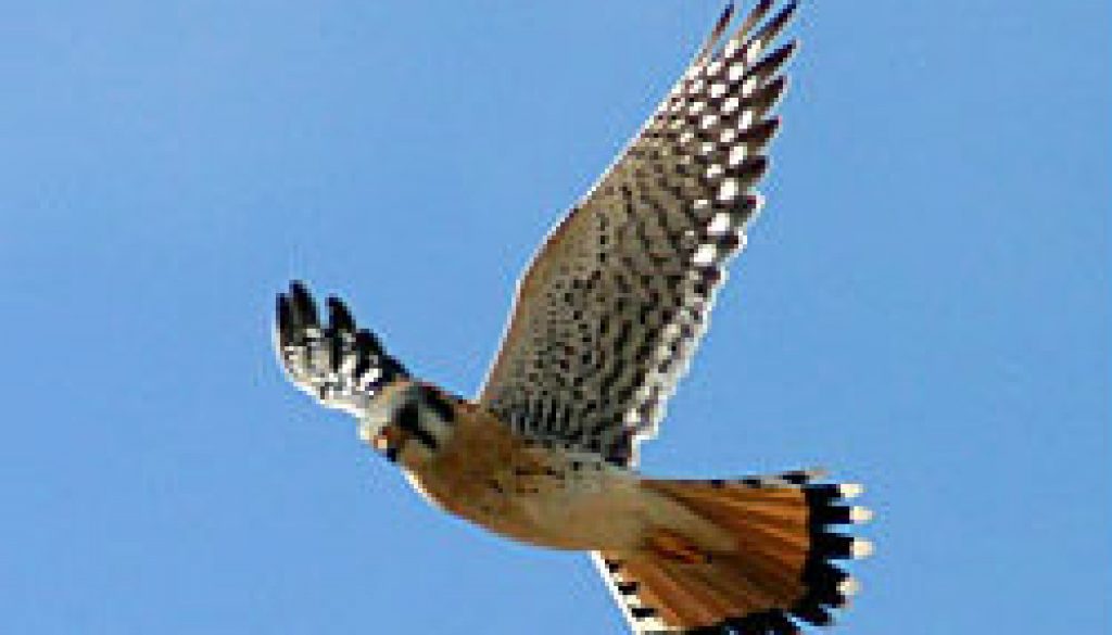 American Kestrel featured