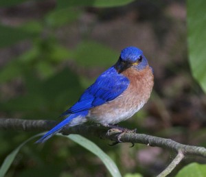 Award Winning Bluebird Photo