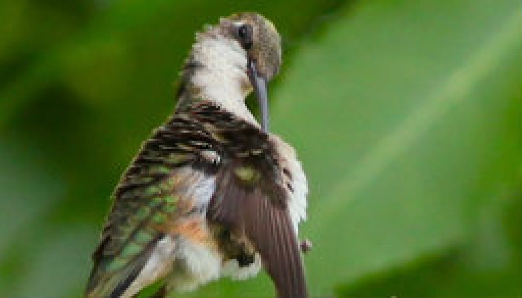 Baby Ruby-throat Hummingbird Preening featured