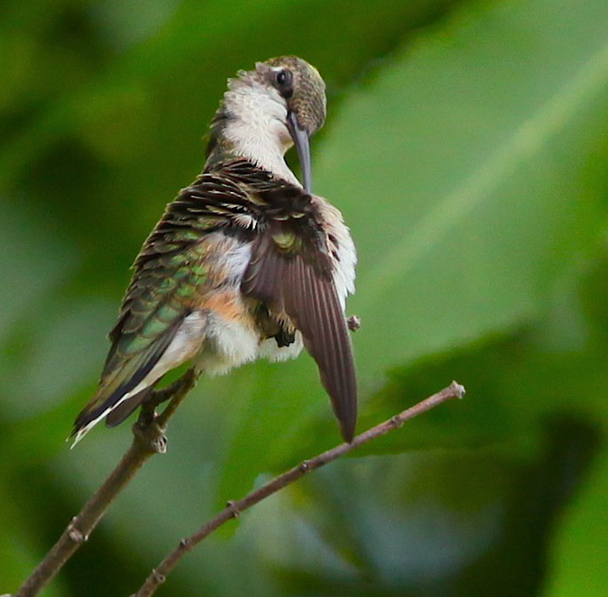 Baby Ruby-throat Hummingbird Preening
