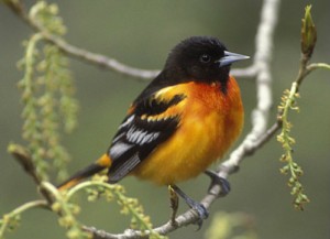 Baltimore Oriole