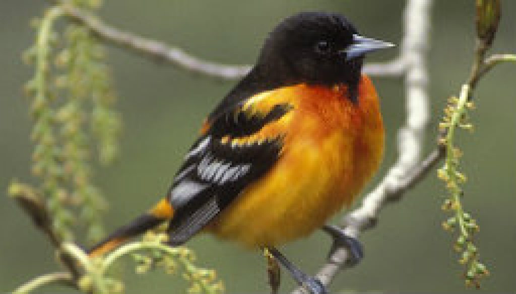 Baltimore Oriole featured