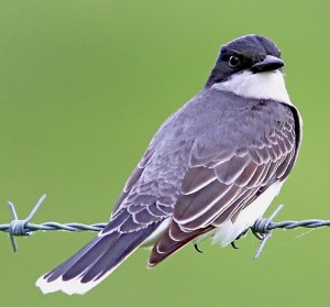 Beautiful Eastern Kingbird