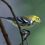 Black Throated Green Warbler 