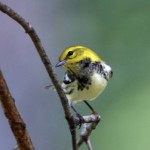 Black Throated Green Warbler 