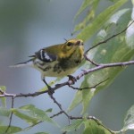 Black Throated Green Warbler 