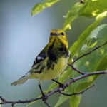 Black Throated Green Warbler 