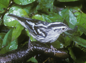 Black and White Warbler