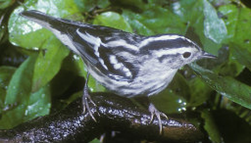 Black and White Warbler featured