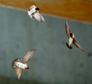 Blair Bridge inhabitants