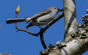 Blue Gray Gnatcatcher from Tree Top Loft
